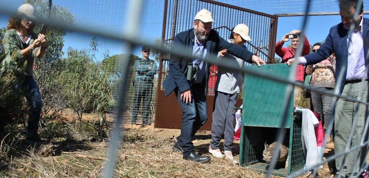 Momento de la liberación de 'Carla' en el cercado provisional / Foto: Junta de Castilla-La Mancha