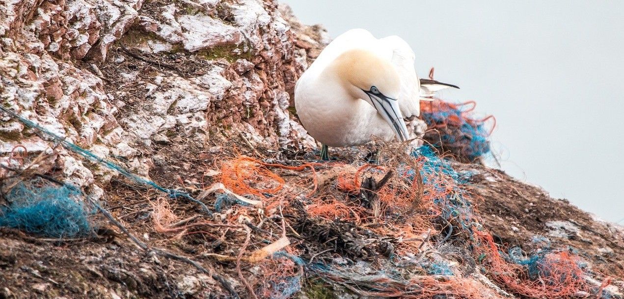 Un ave marina sobre una pila de residuos plásticos de la actividad pesquera / Foto: Universidad de Newcastle