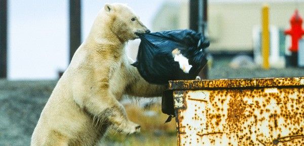 Un oso polar tratando de obtener alimento en un contenedor de residuos / Foto: Environmental Defense Group
