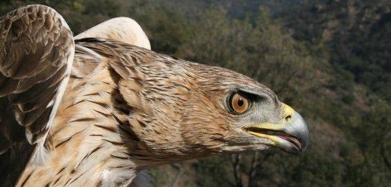 Cabeza de esta rapaz, habitante de los bosques mediterráneos / Foto: Pascual López