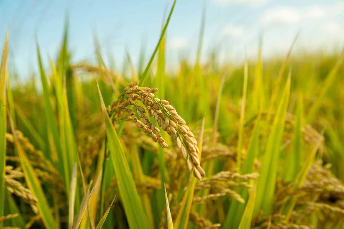 Cultivos menos nutritivos por los altos niveles de CO2. Campo de arroz / Foto: Pixabay