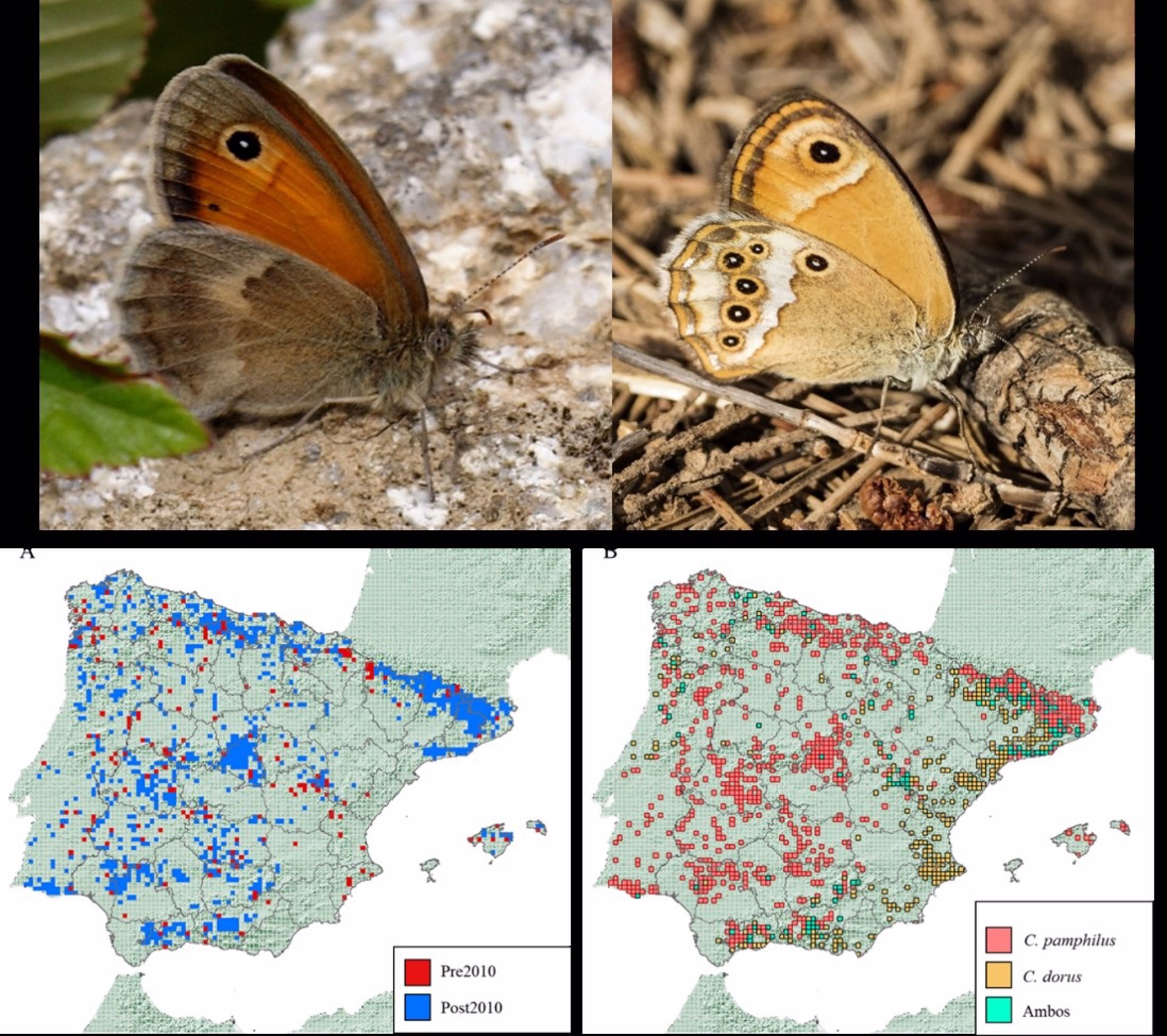 Distribución en la Península Ibérica de la mariposa Coenonympha pamphilus Distribución en la Península Ibérica de la mariposa Coenonympha pamphilus