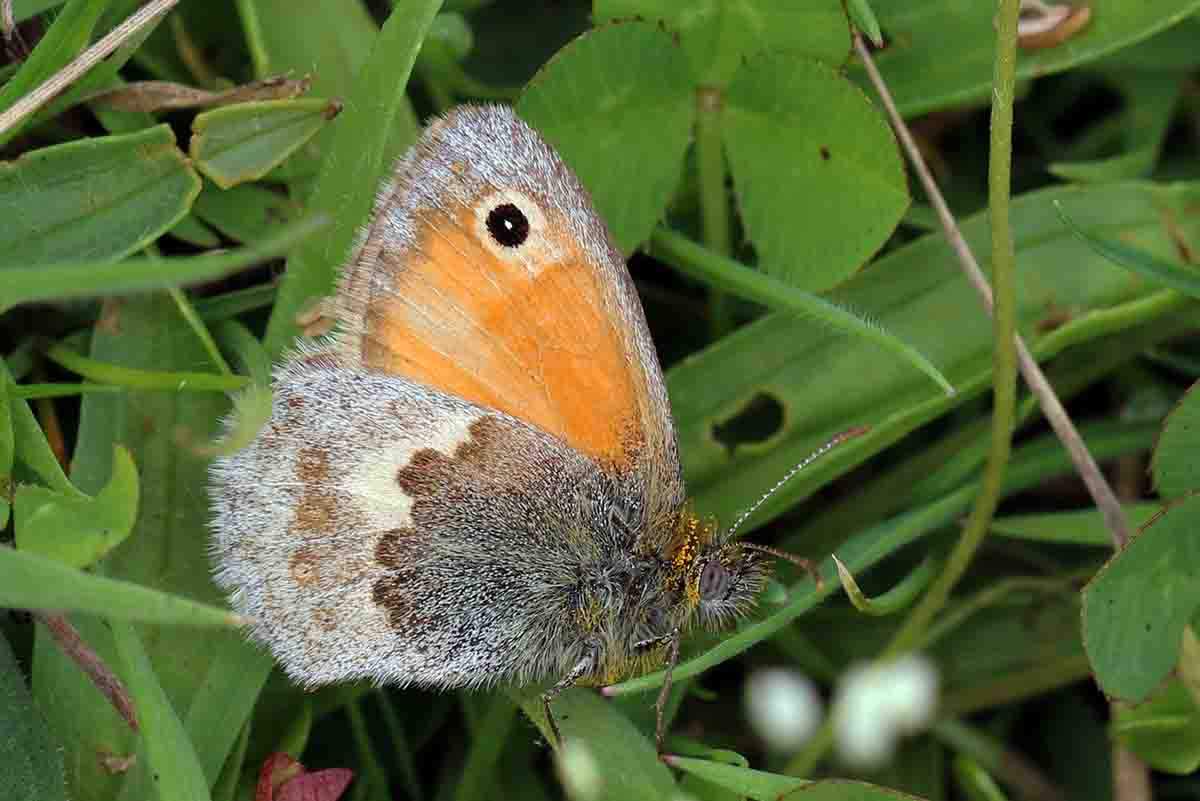 Extinción de una de las mariposas más comunes de la Península Ibérica. 'Coenonympha pamphilus' / Foto: Wikipedia