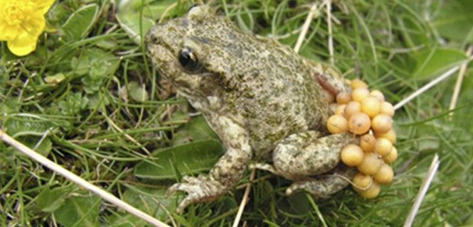 Sapo partero bético con su puesta de huevos a cuestas. Ranas / Foto: Fundación Bioparc