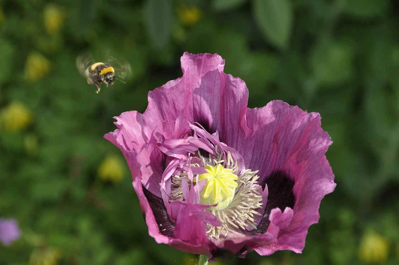 Los agroquímicos alteran la forma en que los polinizadores ven las flores / Foto: Pixabay