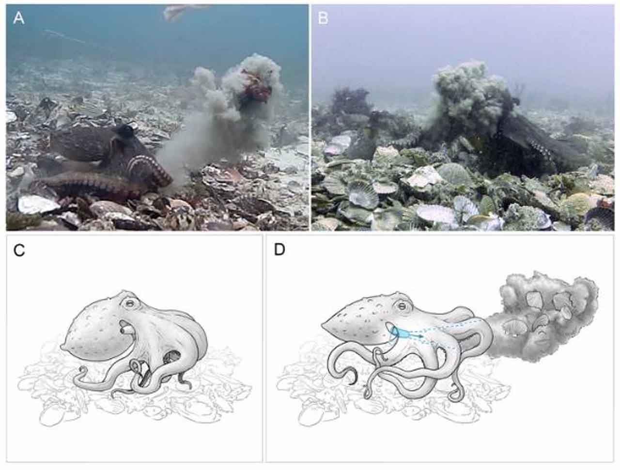 Los pulpos parecen ser capaces de arrojar escombros deliberadamente a otros pulpos / Foto: Plos One