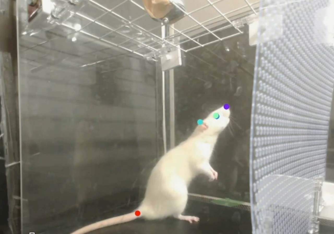 Las ratas también bailan / Foto: Science Advances