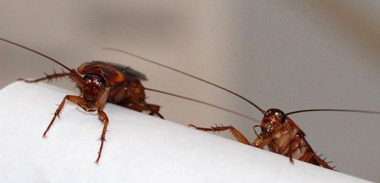 Estos insectos son extremadamente adaptables y prolíficos / Foto: IBE (CSIC-UPF)