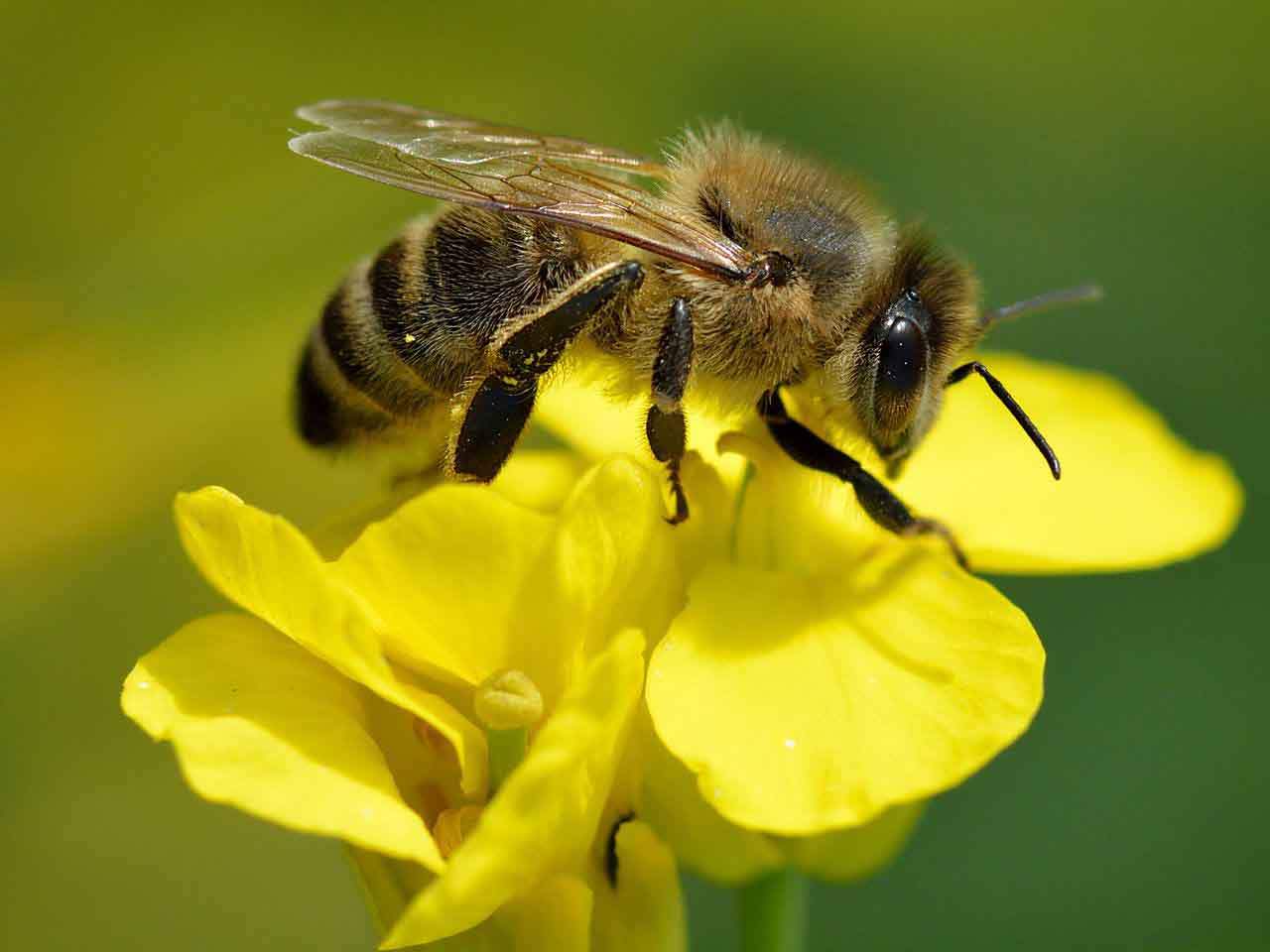 Abeja melífera 'Apis mellifera' vive menos años. Abejas / Foto: Wikimedia