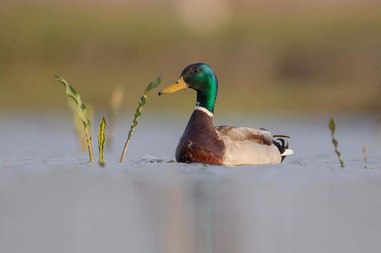 La migración de los patos en primavera permite a las plantas cambiar su distribución. Ánade azulón 'Anas platyrhynchos' / Foto: Simay Gábor - CISC