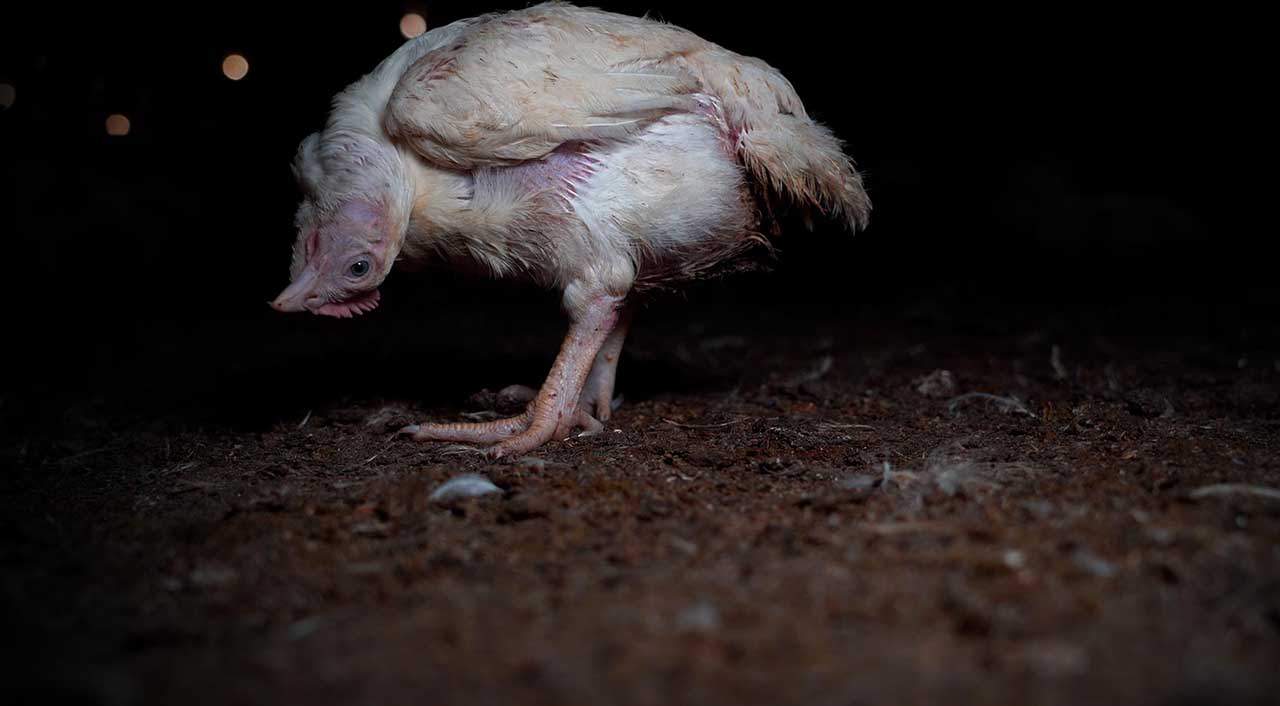 Cría de pollo de engorde o broiler de crecimiento rápido. Maltrato animal / Foto: Equalia