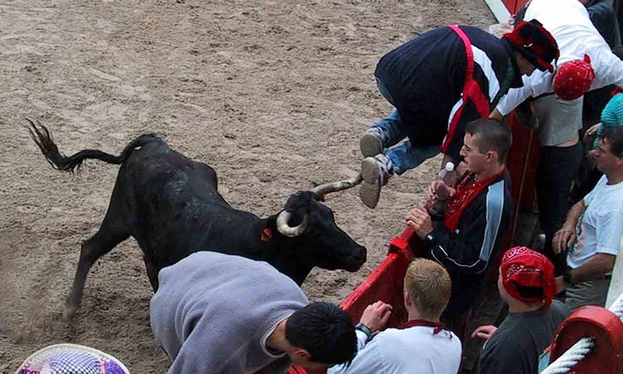 Cantabria regula los espectáculos taurinos. Suelta de vaquillas en la Plaza de Toros de Ampuero / Foto: EP
