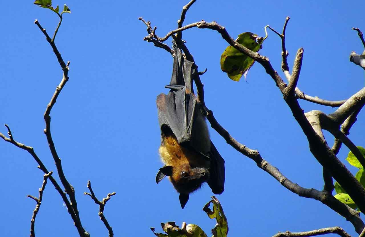 Restaurar los hábitats naturales para prevenir pandemias. Murciélago 'zorro volador negro' (Pteropus alecto) / Foto: Wikipedia
