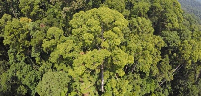 Imagen aérea de la zona donde se halla el ejemplar / Foto: Alexander Shenkin - Environmental Change Institute