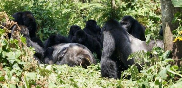 Un grupo de gorilas alrededor del cuerpo de un macho fallecido / Foto: Dian Fossey Gorilla Fund