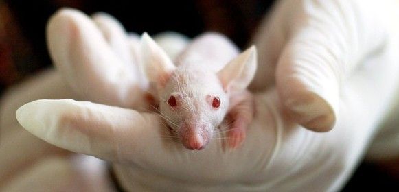 Los roedores empleados en la investigación estaban modificados genéticamente / Foto: Pixabay