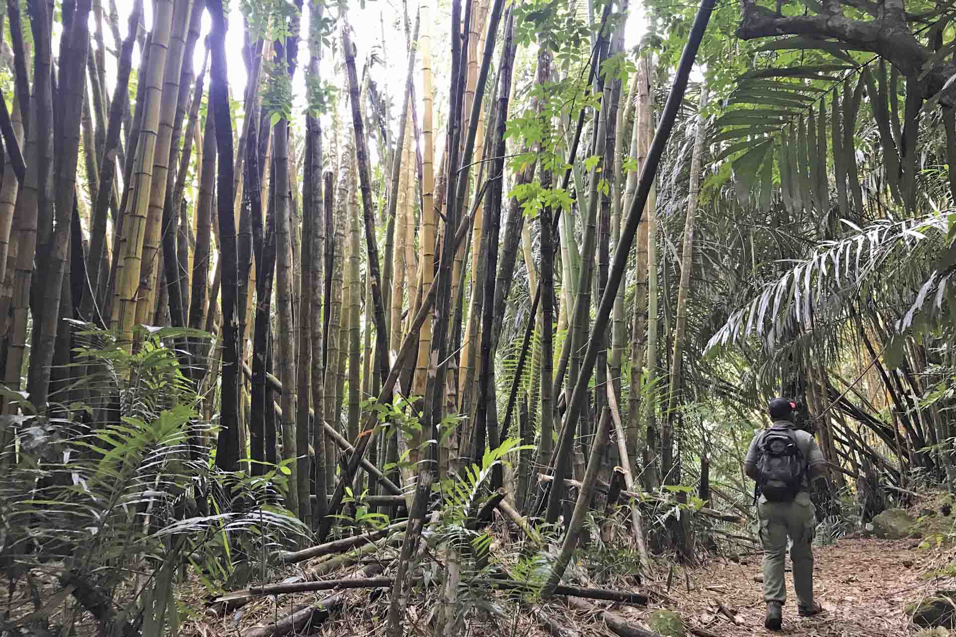 Los laboratorios biológico agricolas de Amani (Tanzania) se plantaron bambú y otras especies foráneas en parcelas experimentales