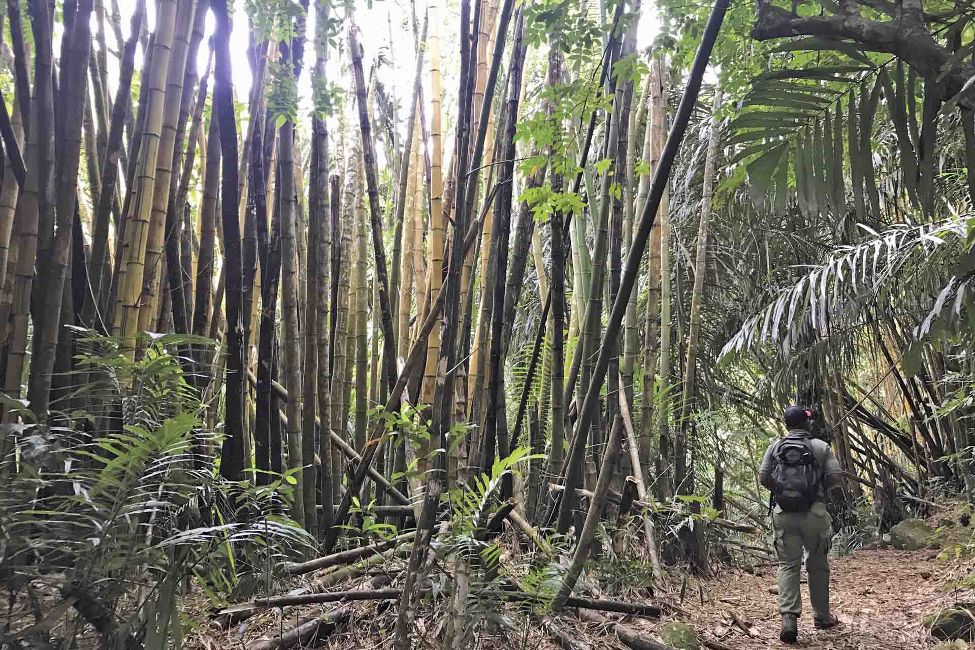 En los emplazamientos de los laboratorios biológico-agricolas de Amani (Tanzania) plantaron bambú y otras especies foráneas en parcelas experimentales / Foto: Capitán Swing