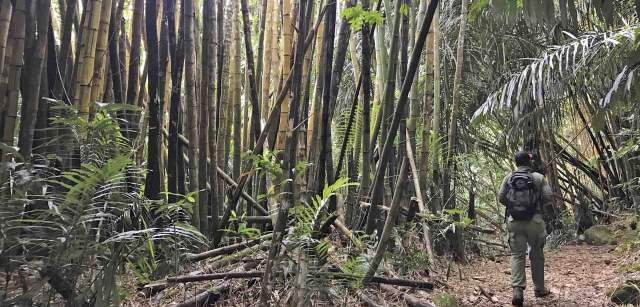 En los emplazamientos de los laboratorios biológico-agricolas de Amani (Tanzania) plantaron bambú y otras especies foráneas en parcelas experimentales / Foto: Capitán Swing