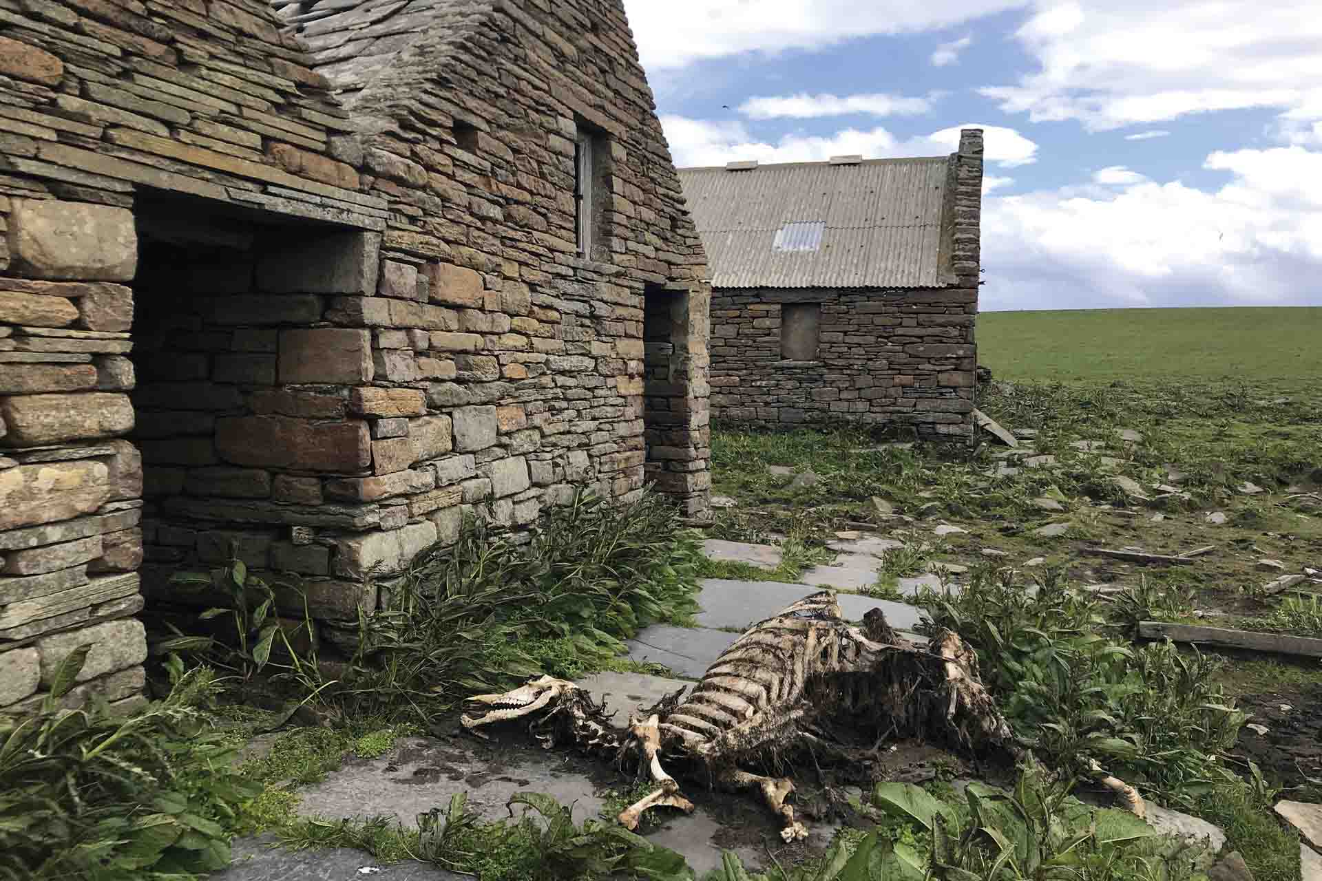 Los restos del ganado muerto de Swona (Escocia) se descomponen en allí donde caen / Foto: Capitán Swing
