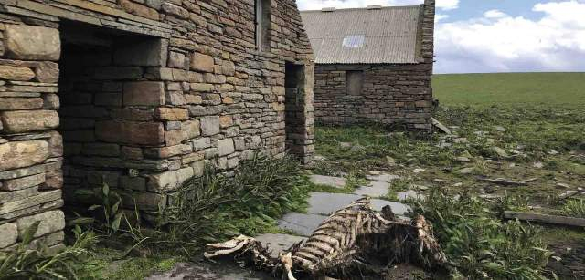 Los restos del ganado muerto de Swona (Escocia) se descomponen en allí donde caen / Foto: Capitán Swing