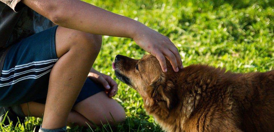 Los investigadores aconsejan lavarse las manos antes y después de tocar a los animales / Foto: Jarmoluk