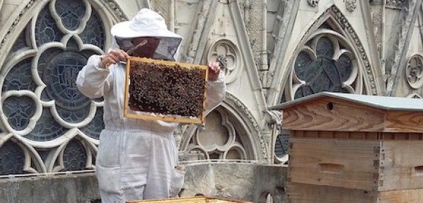 Un operario manipulando los panales en el tejado de la catedral parisina / Foto: Beeopic