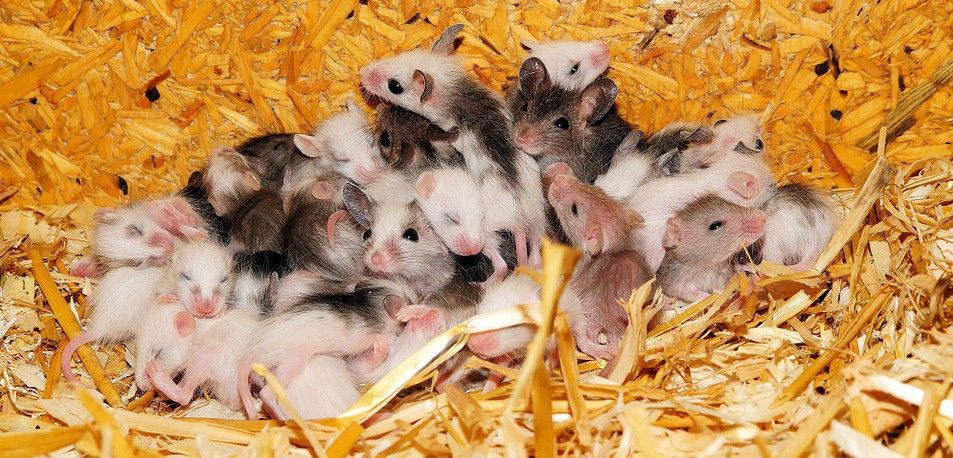 Camada de ratones, cuyo hipocampo tendrá más neuronas si sus progenitores eran activos / Foto: Kapa 65