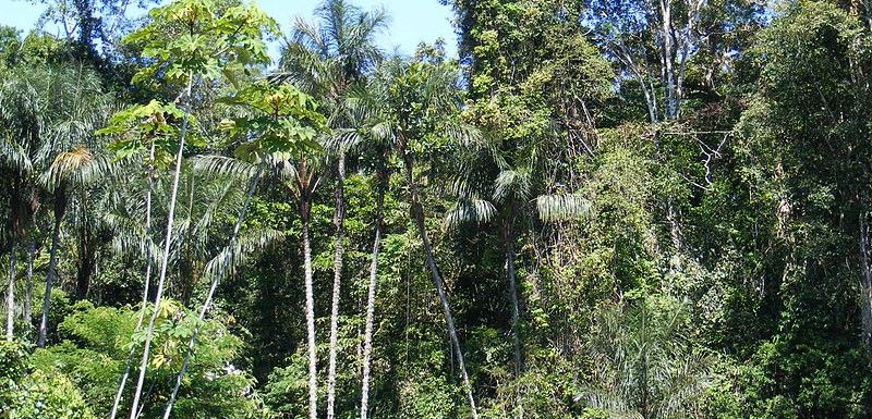 La selva amazónica colombiana contiene un 10% de las especies animales y vegetales del planeta / Foto: Wikipedia