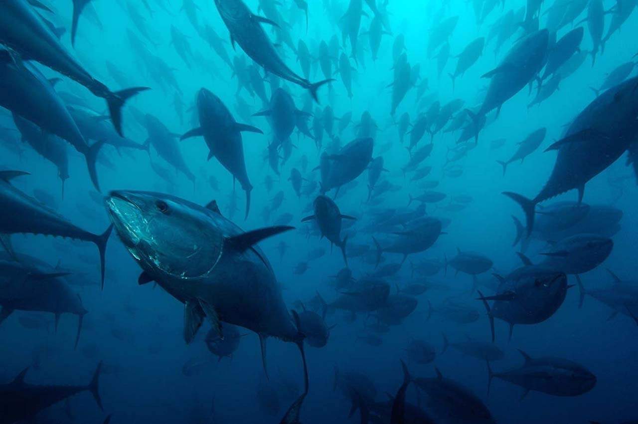 La ICCAT garantiza la gestión sostenible del atún rojo / Foto: WWF