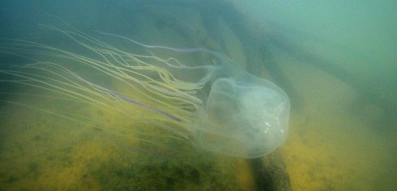 La especie habita en las aguas costeras más cálidas del norte de Australia y el sudeste asiático / Foto: Jamie Seymour