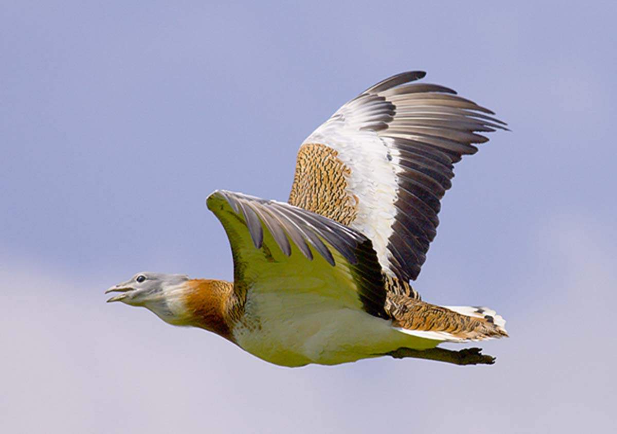 La avutarda común, 'Otis Tarda', se automedica / Foto:  SEO/BirdLife