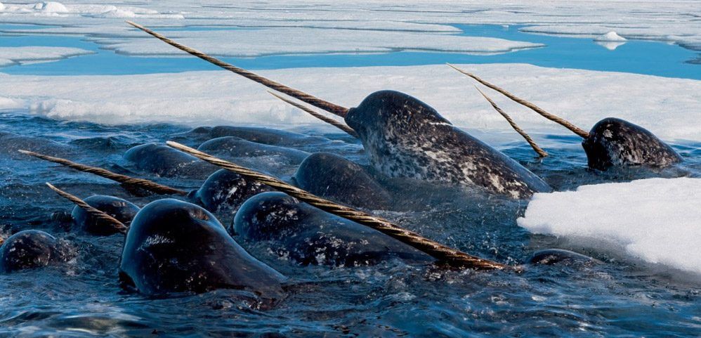 Un grupo de estos cetáceos habitantes del Ártico / Foto: BallenasWiki.com