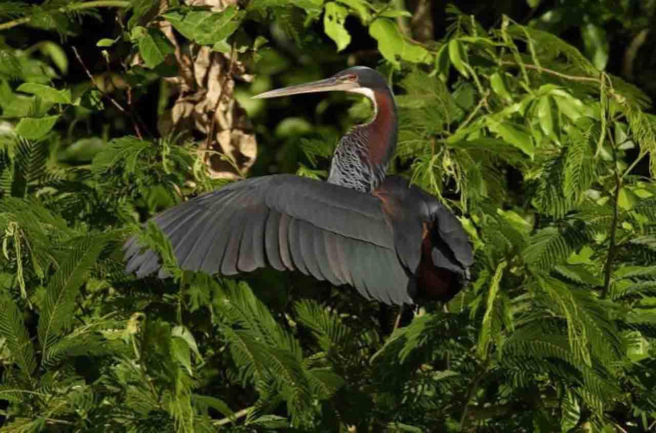 Aves singulares amenazadas de extinción. Ejemplar de Agami Heron (Agamia agami) / Foto: Joe Tobias - EP