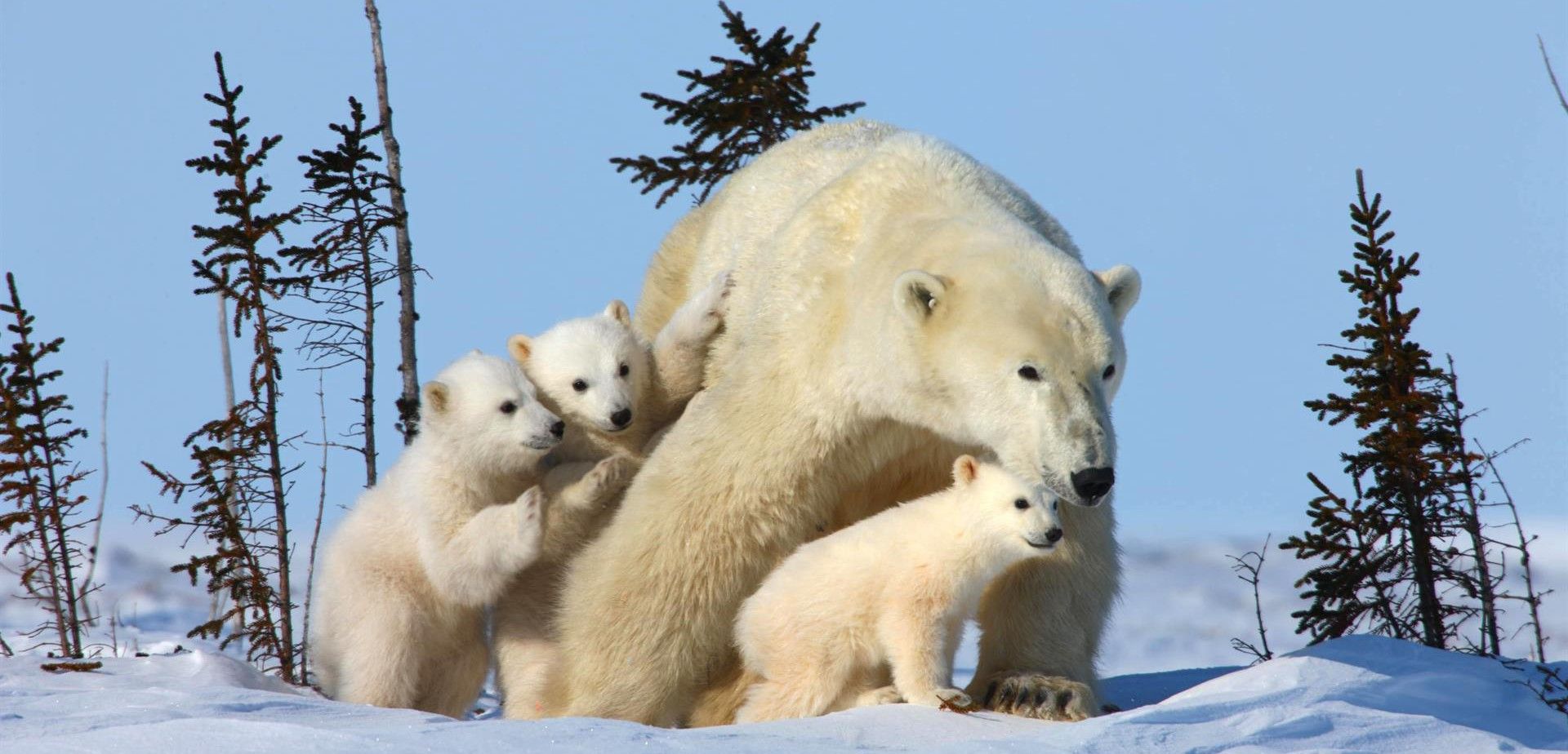 El oso polar es uno de los animales amenazados más emblemáticos / Foto: David Jenkins - WWF