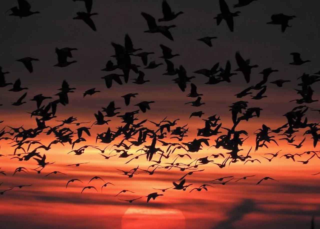 Efectos de los fuegos artificiales en las aves / Foto: Gerhard Müskens