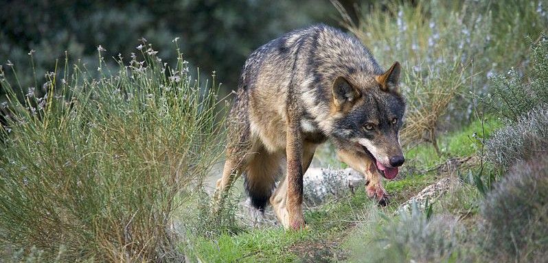 El lobo ibérico no está considerado especie protegida en nuestro país / Foto: Wikipedia
