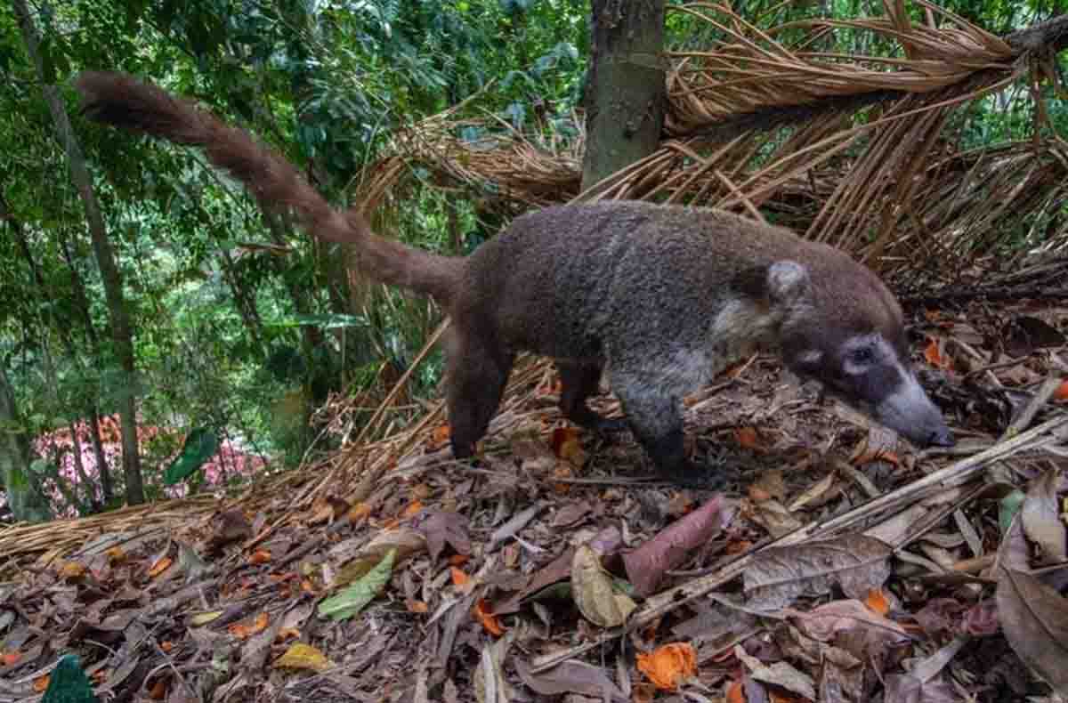 Los animales son nuestros mejores aliados en la reforestación. Un coatí se alimenta de frutos de palma en un bosque secundario, Panamá / Foto: Christian Ziegler