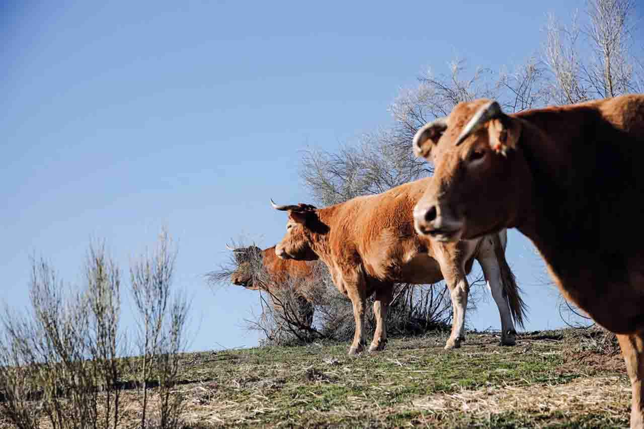 Un grupo de vacas pastando en una finca de ganadería extensiva en Colmenar Viejo, a 12 de enero de 2022, en Madrid (España) / Foto: EP