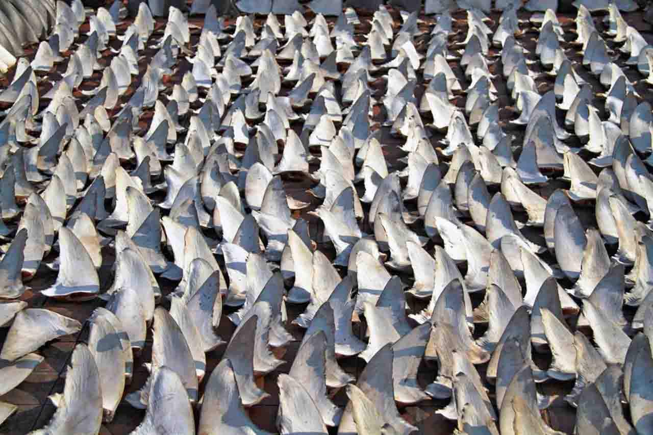 Durante la COP19 se endurecen las normas comerciales para más de 500 especies amenazadas. Aletas de tiburón / Foto: EP