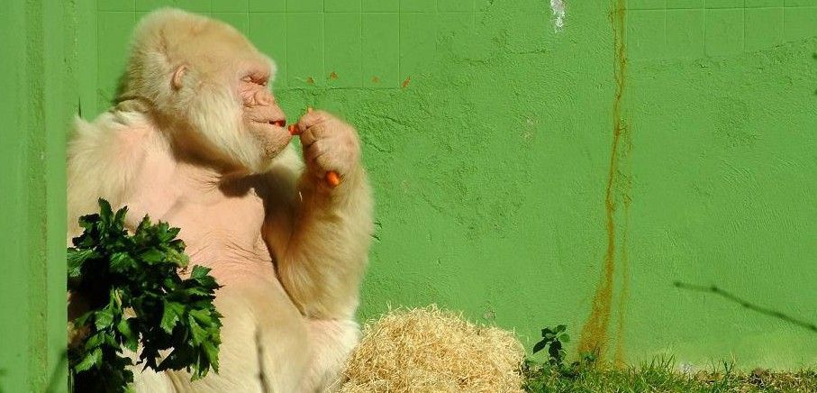 El gorila de llanura albino Copito de Nieve fue el símbolo del parque durante décadas / Foto: Wikipedia