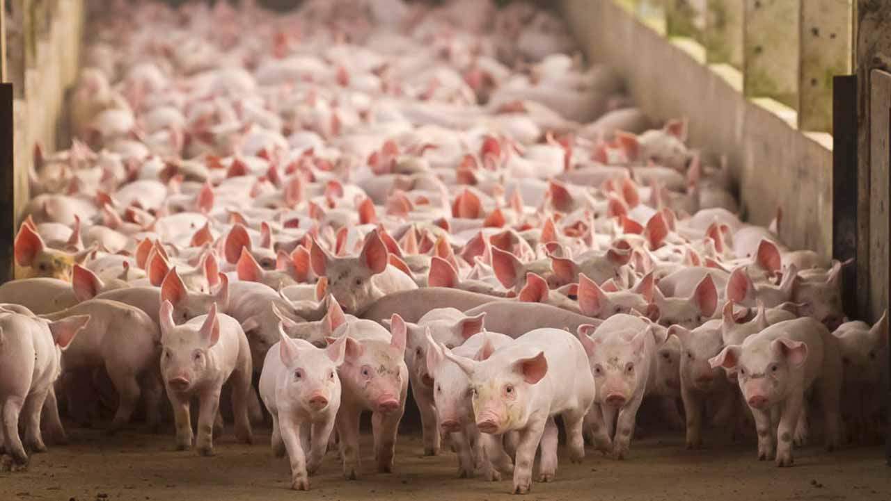 Emisiones en la producción ganadera, porcina y aviar / Foto: Ecologistas en Acción