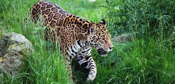 El jaguar es uno de los animales más amenazados en las selvas suramericanas / Foto: Pixabay