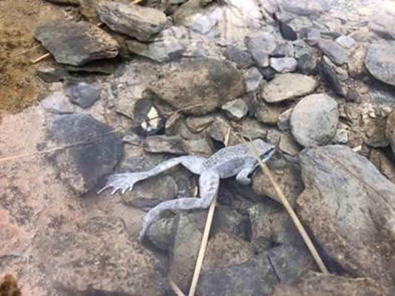 Ejemplar de rana pirenaica (Rana pyrenaica), muerta por la acción del virus en el Parque Nacional de Ordesa y Monte Perdido. Cambio climático / Foto: Jaime Bosch