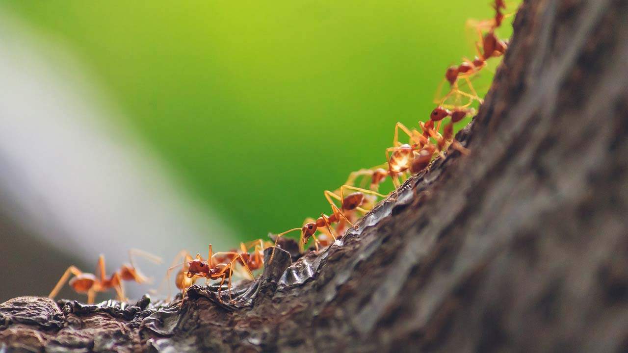 Las hormigas segregan "leche" para alimentar las larvas / Foto: Pixabay