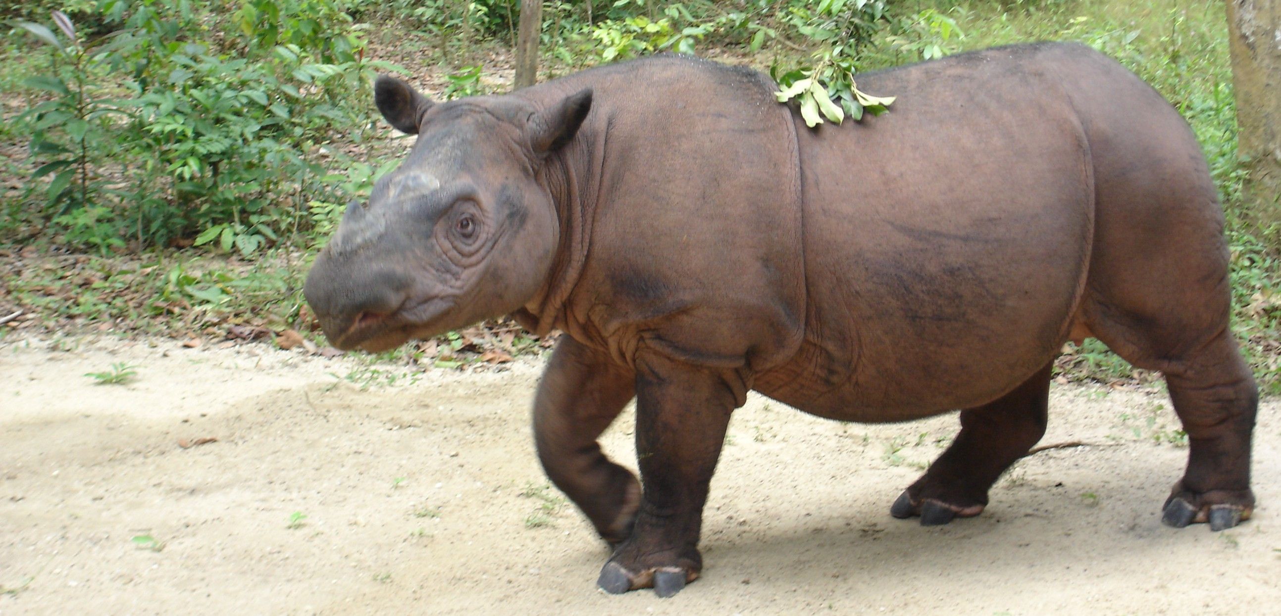 Macho de esta especie amenazada en el refugio de Lampung (Indonesia) / Foto: Wikipedia