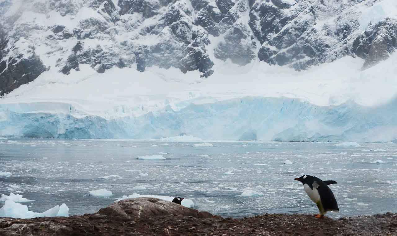 A finales de siglo las zonas libres de hielo aumentarán en un 25%, también las especies invasoras / Foto: Pixabay