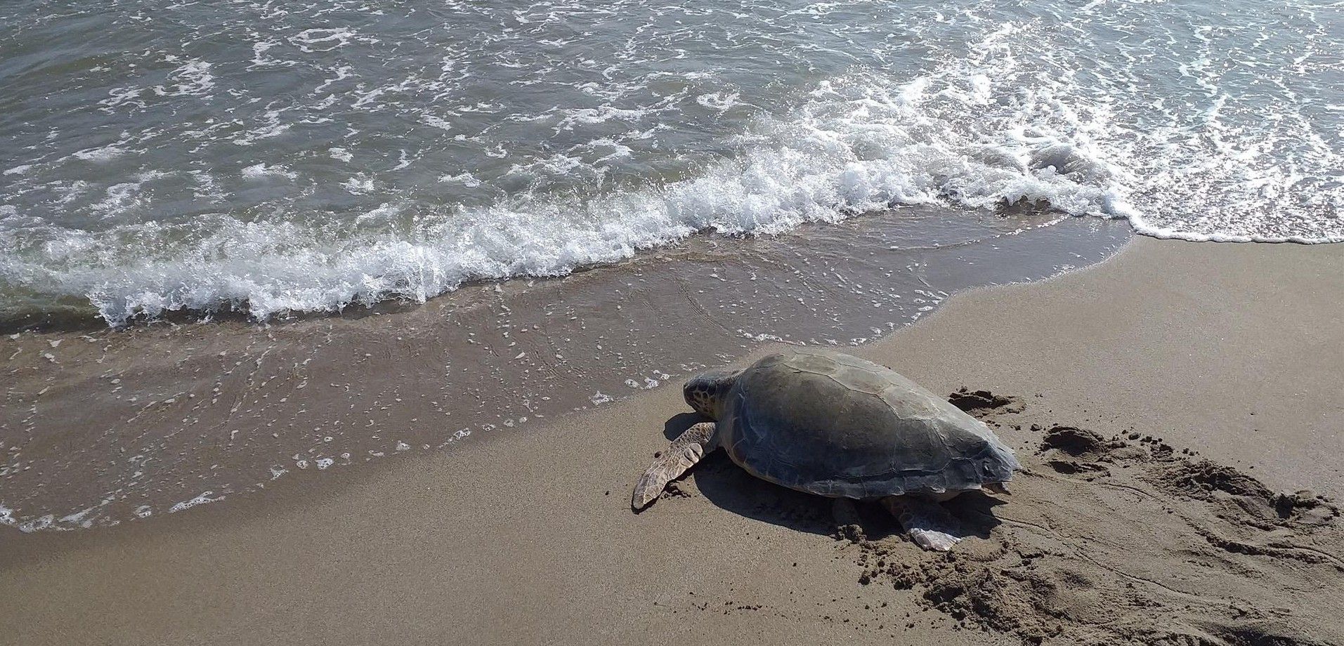 Una hembra regresa al mar tras dejar su puesta en la playa / Foto: Generalitat de Catalunya