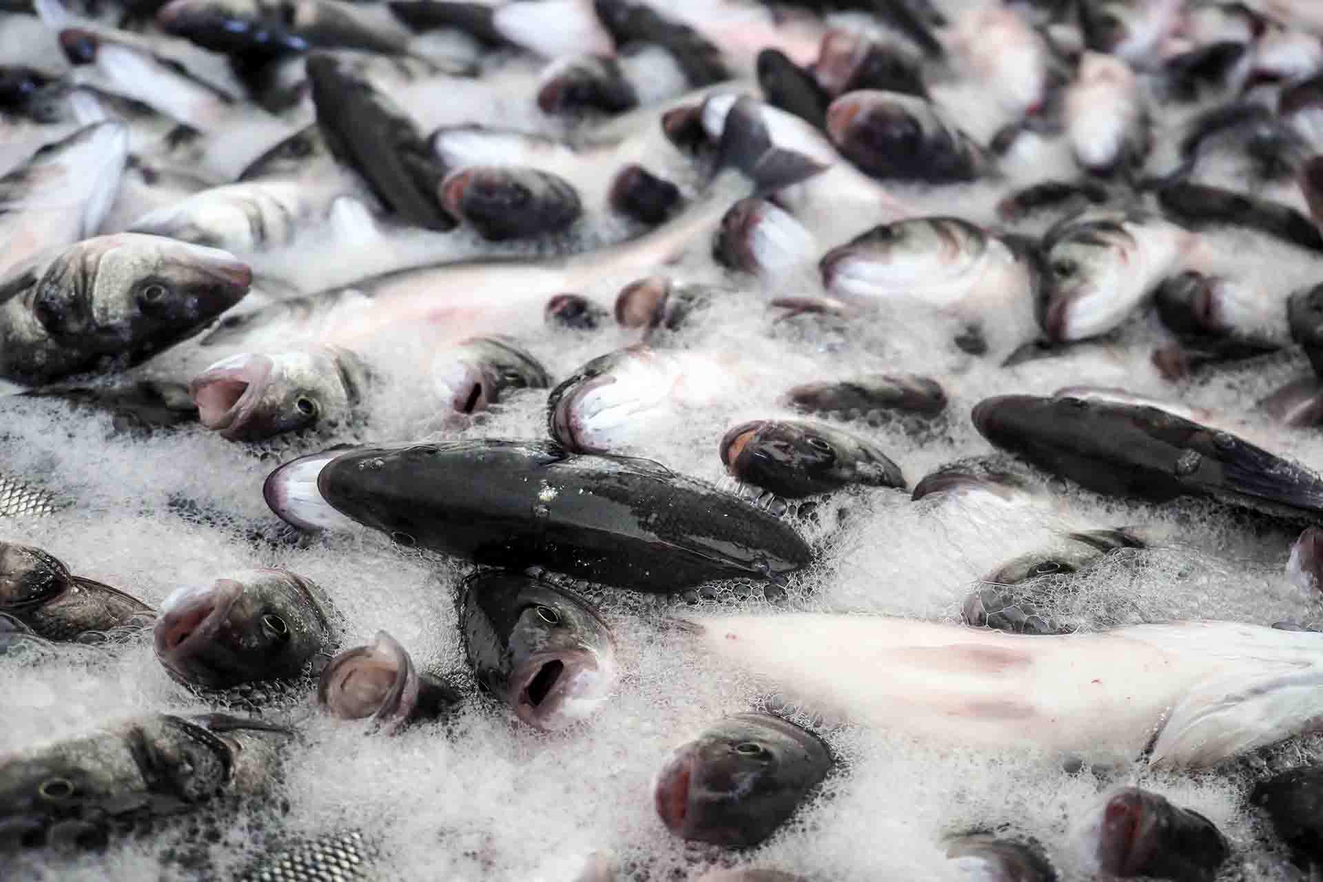 Una multitud de peces de granjas industriales submarinas / Foto: Compassion in World Farming Una multitud de peces de granjas industriales submarinas / Foto: Compassion in World Farming
