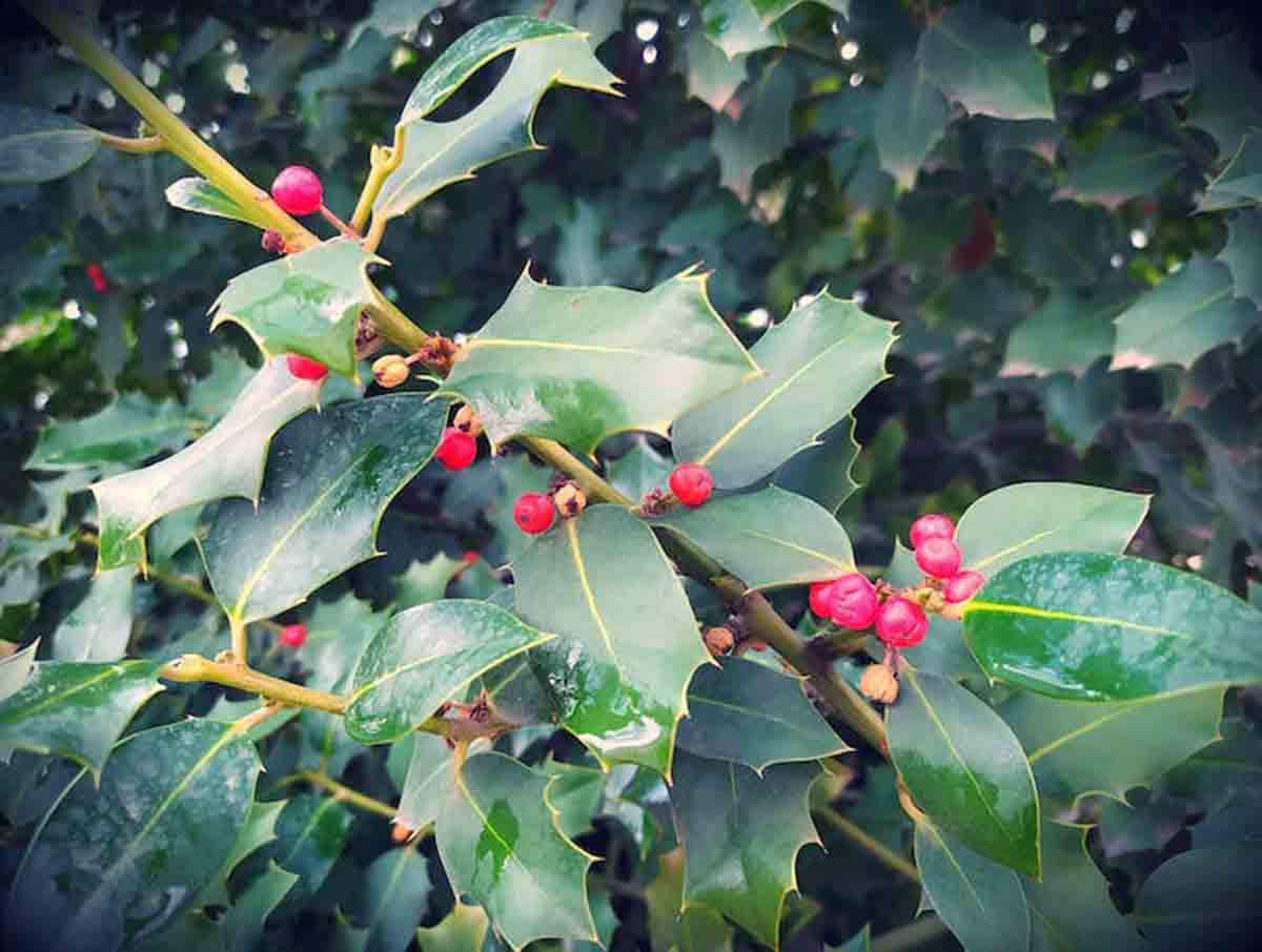 Detalle de la rama de un acebo, un símbolo navideño / Foto: Fátima Aguilera